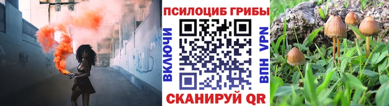 купить  цена  Вяземский  Галлюциногенные грибы Psilocybine cubensis 